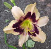 Our Daylillies